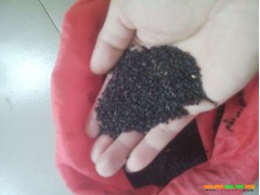 云南哪里以小草乌、旱半夏种植为主#今日小草乌批发