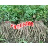 当归种苗@产地当归种苗哪里低价,今日当归种子报价一览表