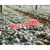 1.2年的文山三七苗哪里有销售#今日三七小苗哪里好