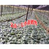 今日三七小苗销售#三七小苗哪里的好?