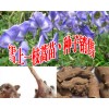 收购金铁锁根、紫花三叉白芨、冰球子