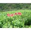 紫花三叉白芨、冰球子收购公司报价#紫花三叉白芨哪里求购