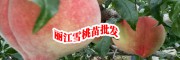 今日雪桃树苗新报价_云南雪桃树苗价格_丽江雪桃公司报价中心