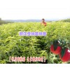 丽江雪桃厂家树苗成活率包技术#丽江雪桃树苗公司|