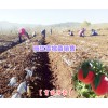丽江5公分雪桃树苗|丽江5cm雪桃树苗|丽江育苗雪桃