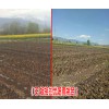 云南雪桃小苗批发公司（厂家）#雪桃树苗批发基地