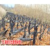 雪桃苗_云南雪桃苗育供应商
