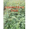 产地蜂糖李苗| 蜂糖李子树苗|贵州蜂糖李苗| 蜂糖李树苗|