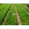云南大天冬种苗批发