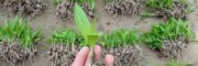 云南白芨销售价格(附图)_紫花三叉