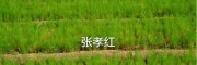 高产大天冬苗_出售大天冬苗_云南青野中药材开发有限公司