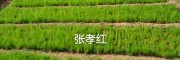 2年天冬种苗报价_云南青野中药材开发有限公司