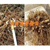 大理大叶滇重楼子价格&重楼芽头销售-云南重楼哪种好？