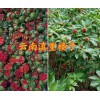 大理重楼采药种植技术-保山哪里有出芽重楼苗卖？