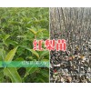 云南早酥红梨树苗？昭通红梨树苗批发价格15125404188