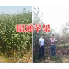 昭通苹果苗多少钱一棵？贵州苹果苗销售-昆明苹果苗