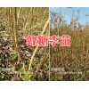 昭通蜂糖李苗批发价格-云南哪有蜂糖李子苗-香桃苗销售