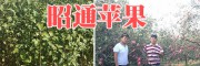 7万棵品种纯正的昭通苹果苗销售@苹果嫁接苗大量供应