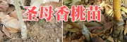 2018早熟香桃苗批发 抗病强的香桃苗 昭通香桃树苗基地