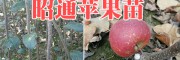 果树栽培技术指导：云南蜂糖李子苗#两年生的红梨树苗