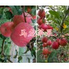 昆明红富士苹果供应-曲靖红富士苹果销售&马龙苹果批发