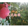 红梨批发价格&马龙产红梨/曲靖红梨供应销售价格