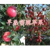 曲靖密脆苹果图片-密脆苹果批发商-密脆苹果批发价格怎么样？