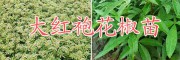 花椒苗怎么培育-曲靖花椒苗种植基地#大红袍花椒苗销售