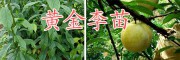 云南黄金李子树苗-曲靖黄金李苗批发价格