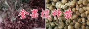 云南金果榄种茎苗，地苦胆种子销售金果榄成品