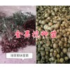 金果榄（地苦胆）苗