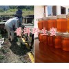 云南蜂王浆高产蜂合作社-普洱蜂王浆图片，蜂王浆供应
