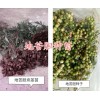 云南地苦胆种子-金果榄种苗销售&普洱金果榄苗基地