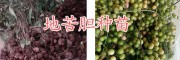 地苦胆（金果榄）种苗、种子销售，普洱金果榄成品销售