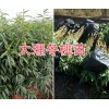 袋装冬桃桃苗-优质红桃苗-大理映霜红桃苗批发供应