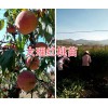 袋装映霜红桃苗批发&映霜红桃树苗的价格-大理桃苗商
