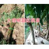 冬桃苗-大理漾濞哪有桃苗批发-桃树苗批发商