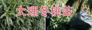 袋装桃苗-云南袋装冬桃苗批发-大理袋装红桃苗基地