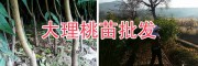 2年生桃树苗-大理映霜红桃苗批发&云南优质红桃苗