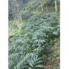 普洱阳春砂仁(鲜货)70-80元每公斤大量供应