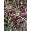 砂仁基地直销砂仁苗/1.8元一株|8年种植经验种植无忧
