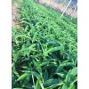 [云南砂仁苗基地]砂仁苗批发供应商