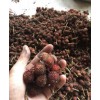 砂仁供应_亚热带砂仁,今年砂仁报价 17787935151