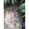 砂仁种苗多少钱一斤?砂仁种植技术