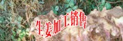 曲靖鲜黄姜收购/云南生姜收购&干姜片加工批发