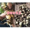 滇黄精一亩地需要多少种子？普洱黄精基地种苗供应