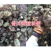 滇黄精苗自产自销：普洱优质黄精种苗/块茎销售