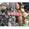 滇黄精苗的栽培技术-云南黄精苗销售-普洱滇黄精块茎苗