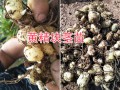 普洱黄精块茎苗-滇黄精红花#滇黄精种苗销售批发信息