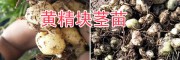 滇黄精苗销售-普洱滇黄精块茎苗栽培-14736739836